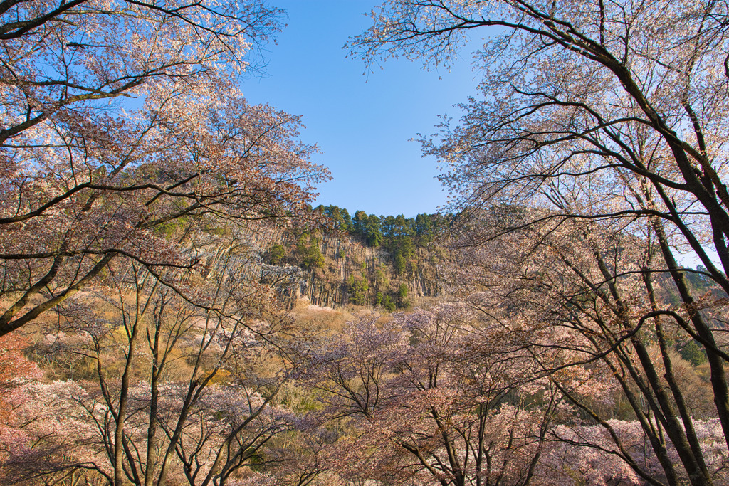 満開の屏風岩