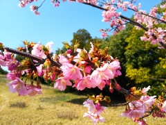 馬見丘陵公園の河津桜 スマホ編