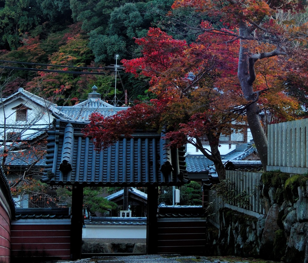 当麻寺　奥院　黒門と紅葉