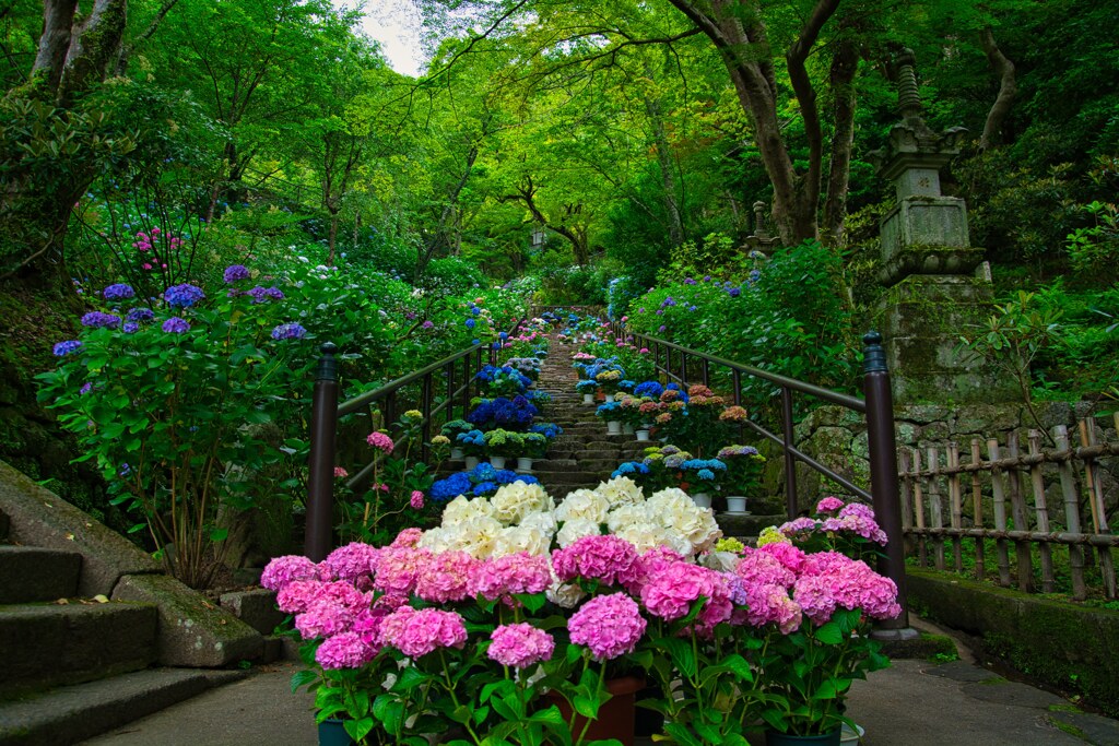 紫陽花の道～長谷寺　其の参