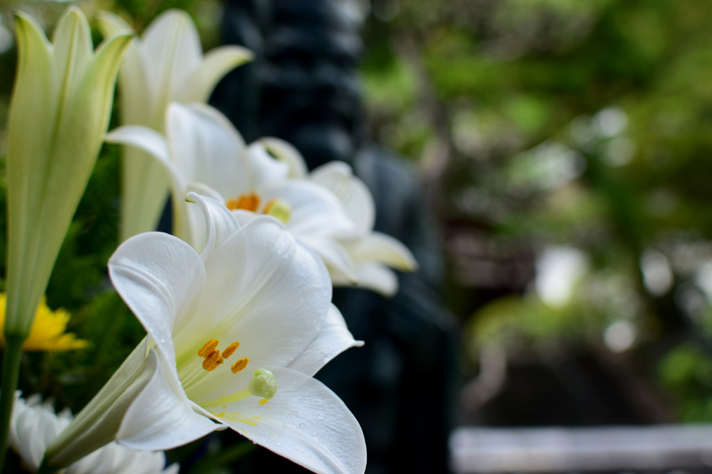 霊山寺　花と七福神