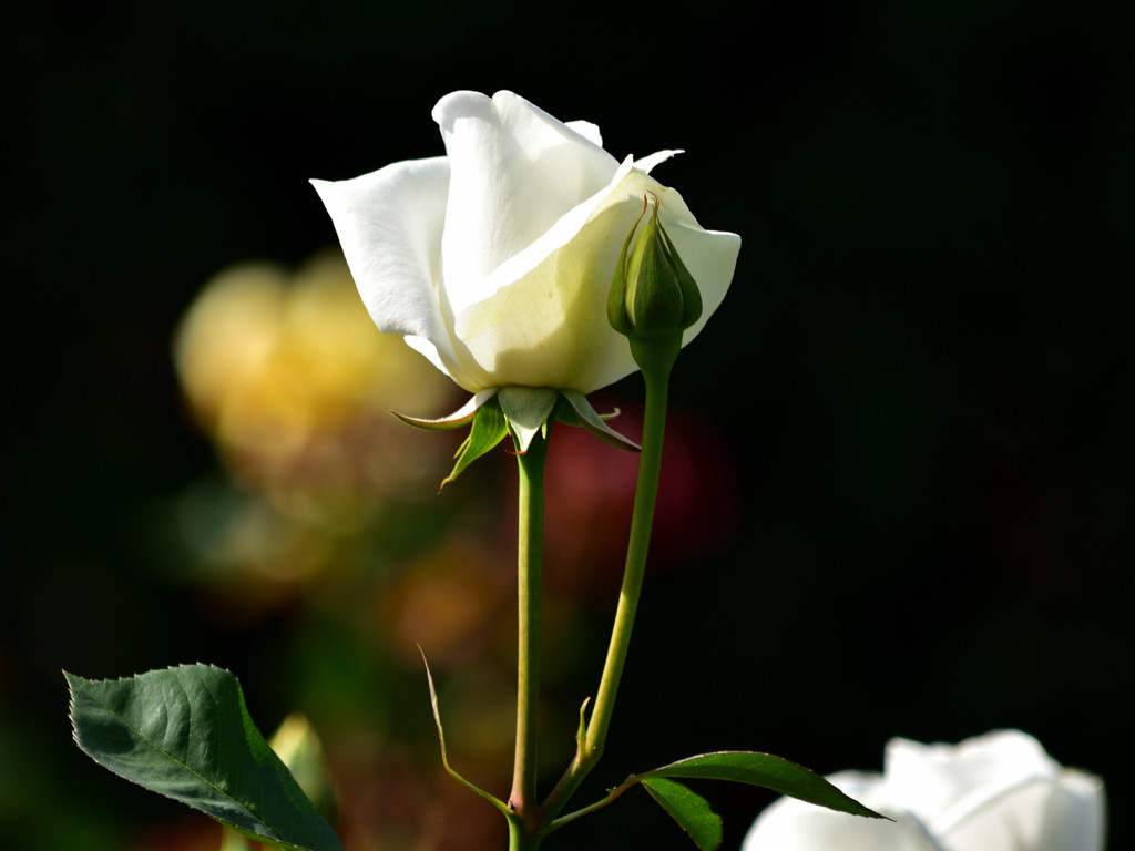 霊山寺の薔薇②