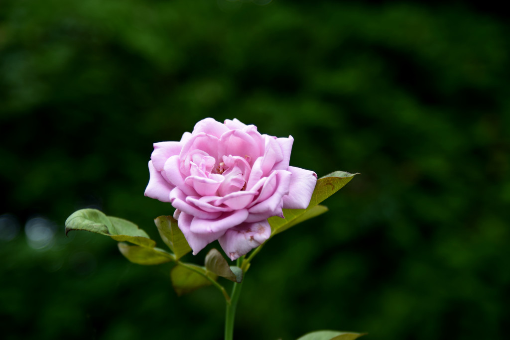 造花じゃないよ＾＾