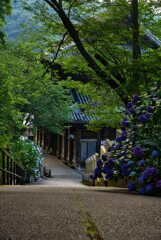 大和観音あぢさゐ回廊～長谷寺（肆）