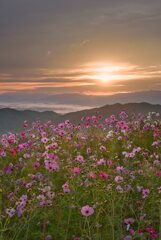 夜明～天空の秋桜　其の弐