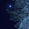 月夜の下で