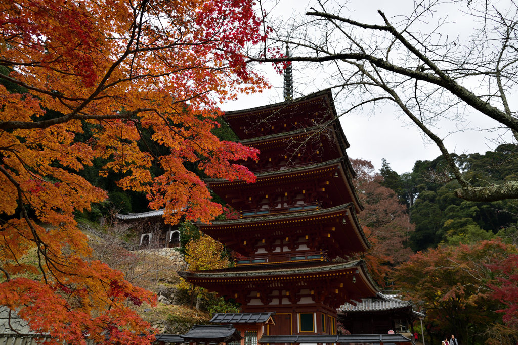 紅葉の長谷寺　五重塔　其の弐