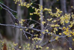 初めまして(≧▽≦)