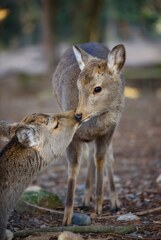 affection