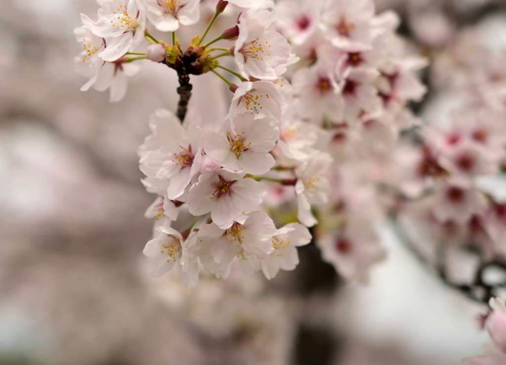 雨上がりの桜②