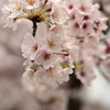 雨上がりの桜②