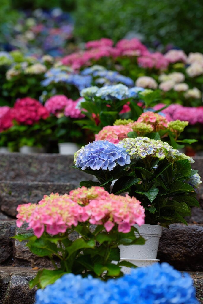 Hydrangea RoadⅡ