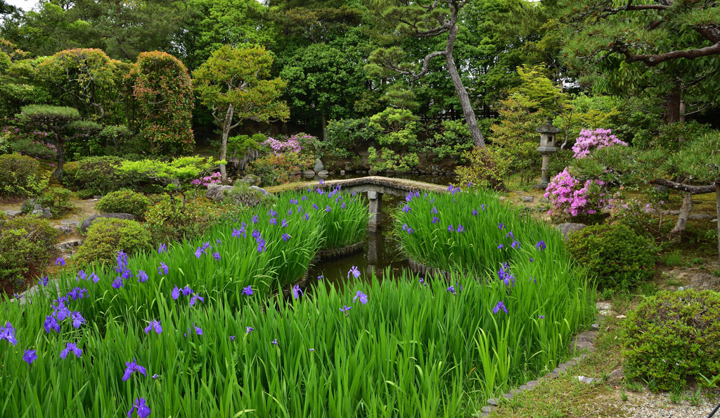 法華寺の杜若