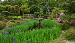 法華寺の杜若