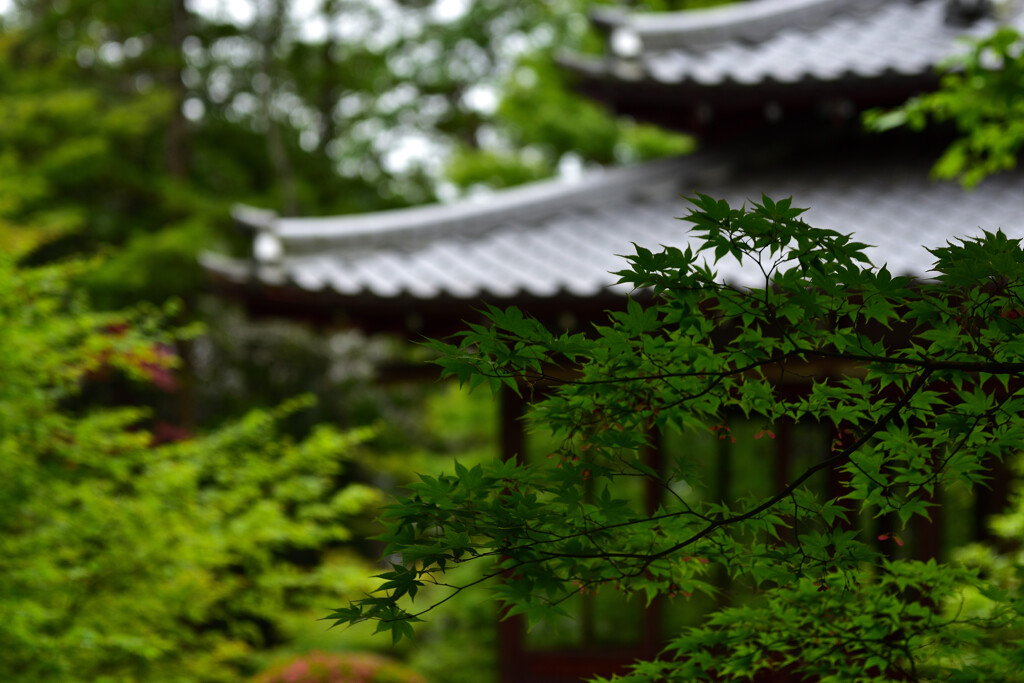 新緑の天授庵