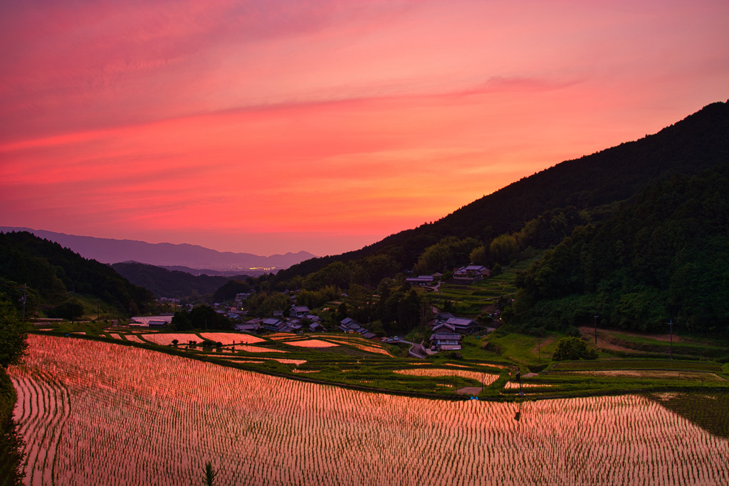 棚田焼けの細川　弐