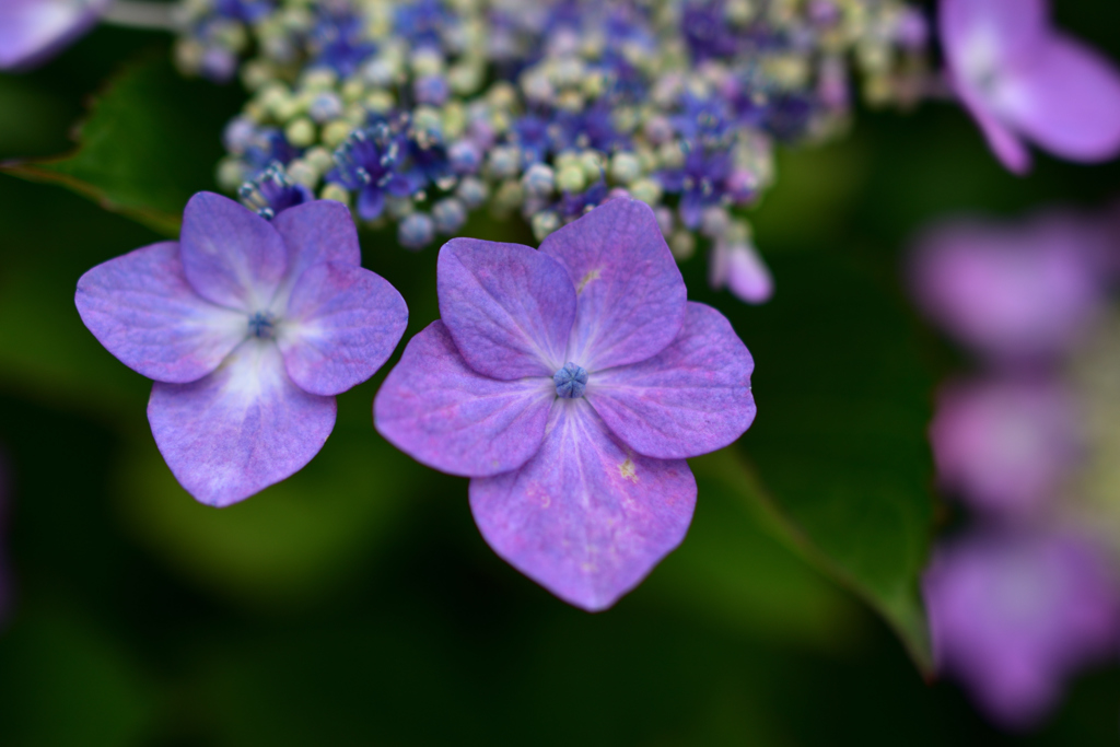 額紫陽花