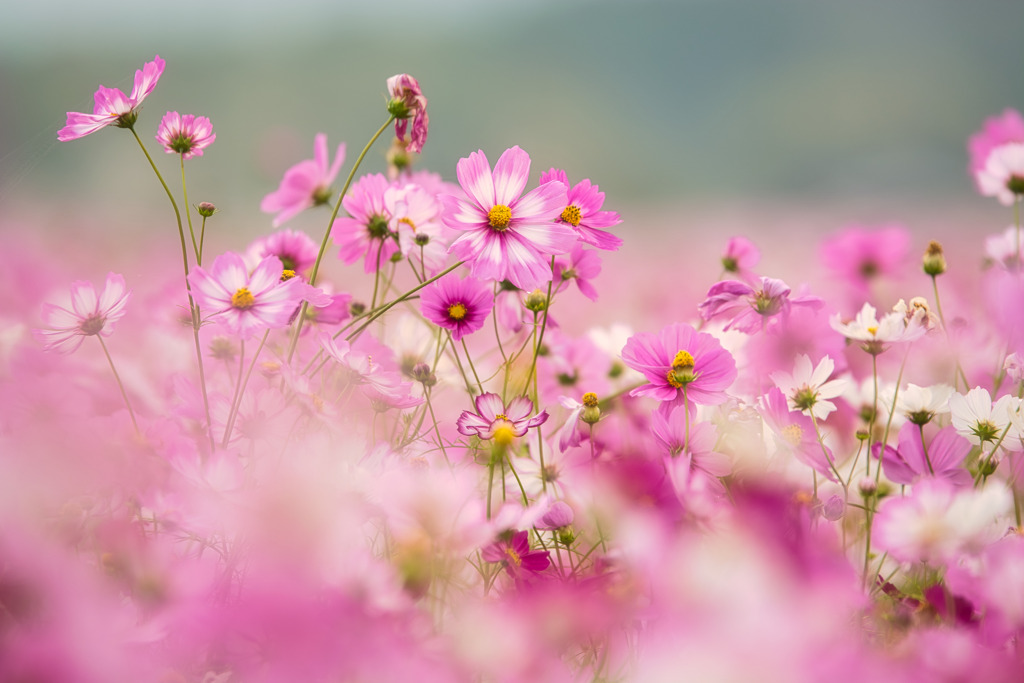 Purity