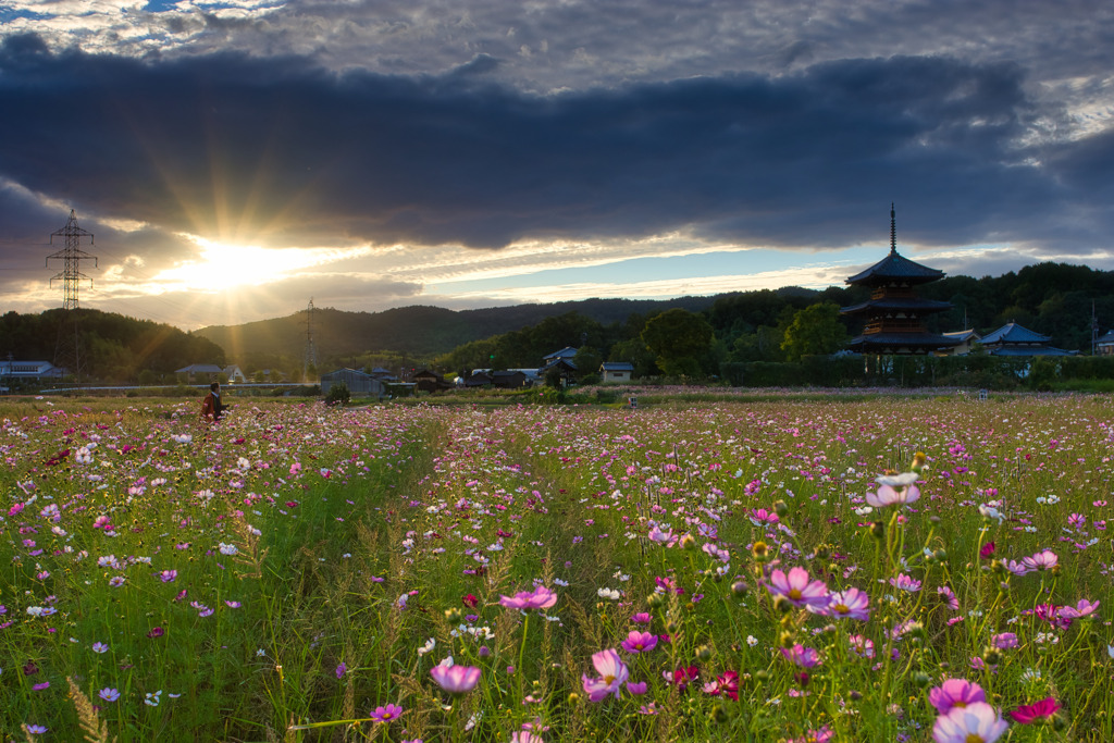 法起寺～夕暮れの秋桜　壱