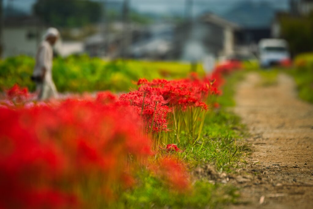 Cluster amaryllis road