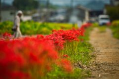 Cluster amaryllis road