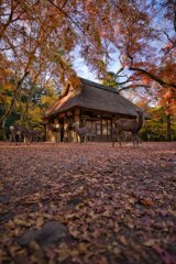 紅葉の名残～水谷茶屋　其の弐