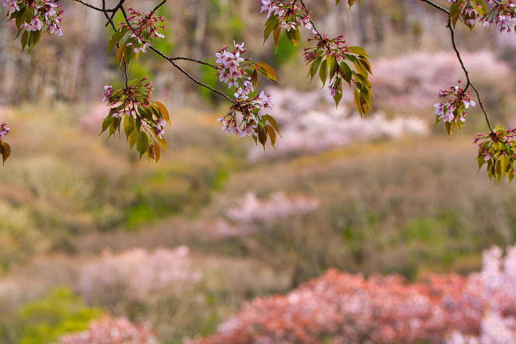 足早に・・・山桜