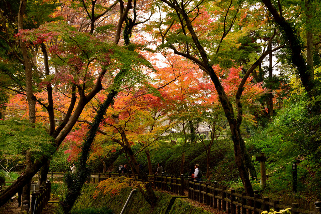 根来寺　もみじ谷