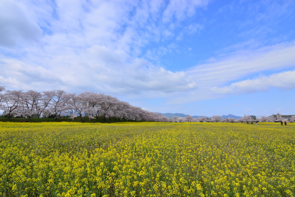 満開の都跡