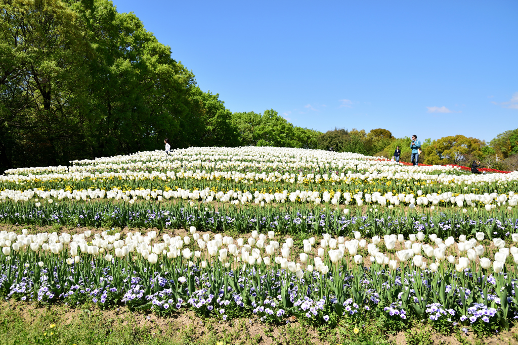 White Tulip