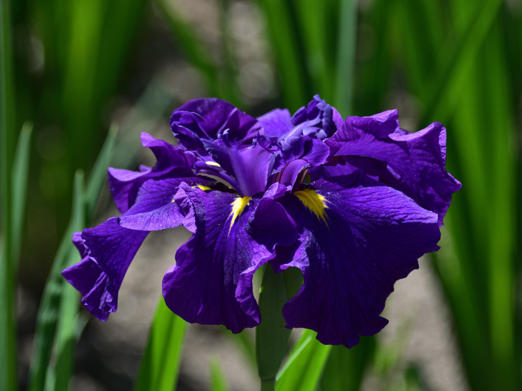早咲きの花菖蒲