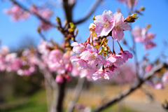 河津桜③