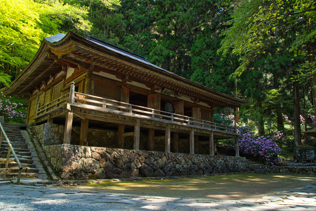 石楠花咲く室生寺～金堂