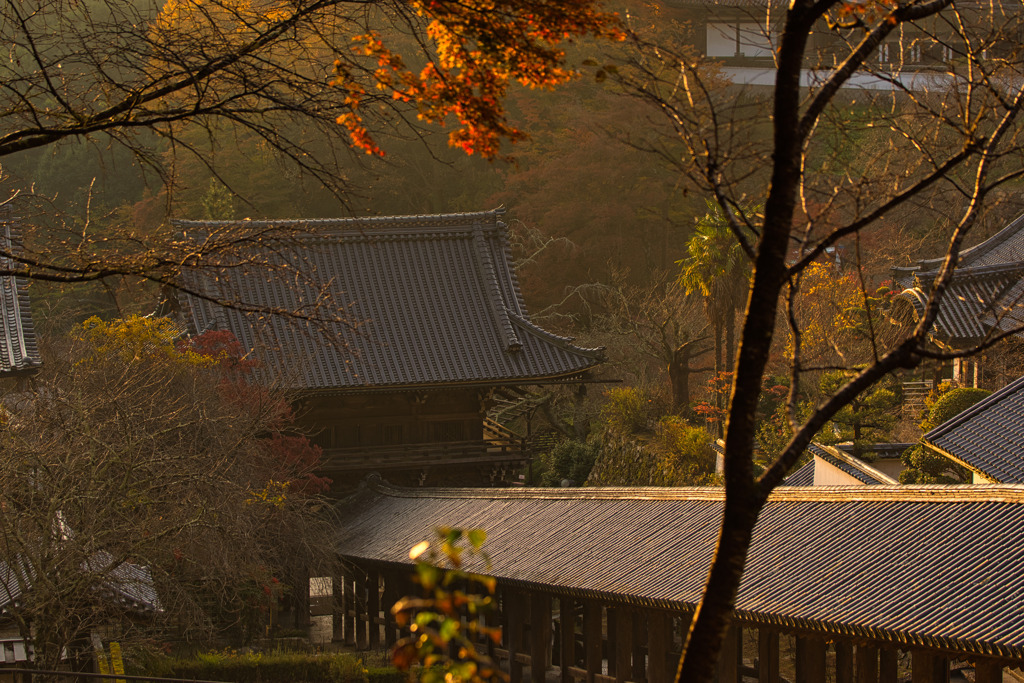 錦秋の長谷寺