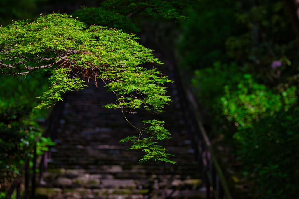 新緑が美しい～長谷寺