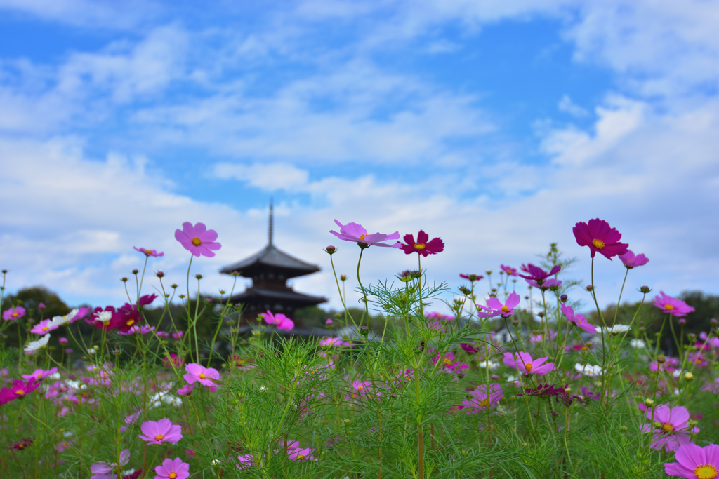 花開く！法起寺②