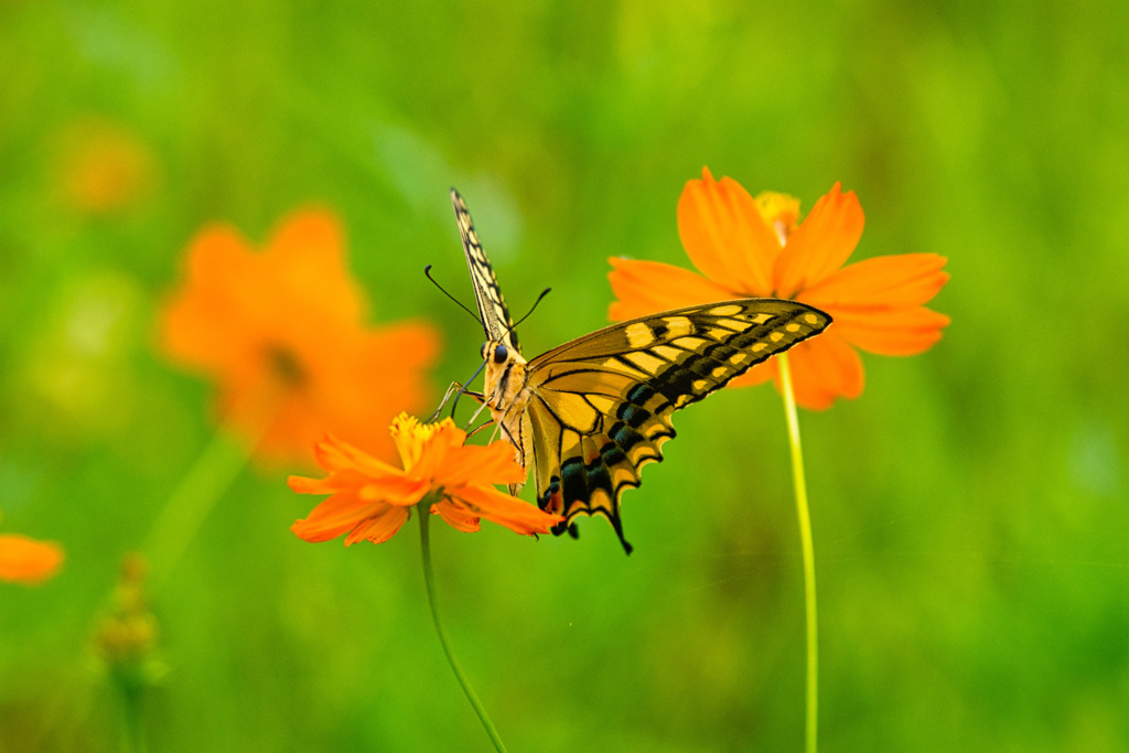 Papilio machaon