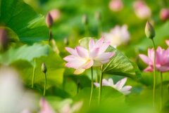 咲き始めた蓮～藤原宮跡③