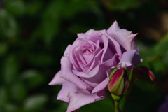 霊山寺の薔薇④
