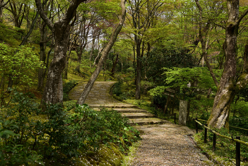 新緑の中で　常寂光寺編