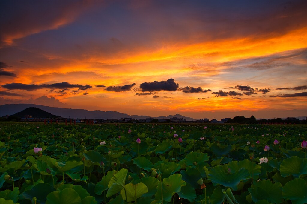 真夏の夕暮れ～藤原宮跡