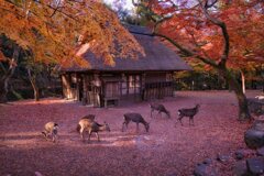 紅葉の名残～水谷茶屋　其の壱