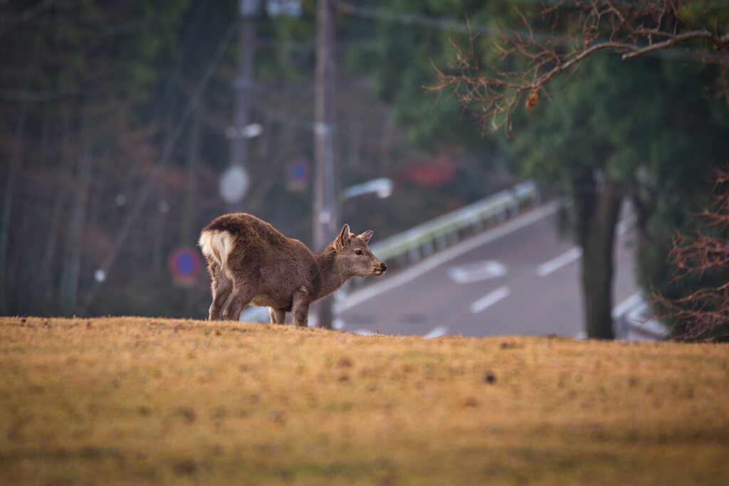 穏やかな朝　そこは飛火野　〈参〉