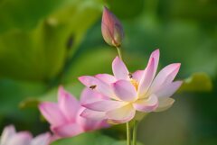 咲き始めた蓮～藤原宮跡
