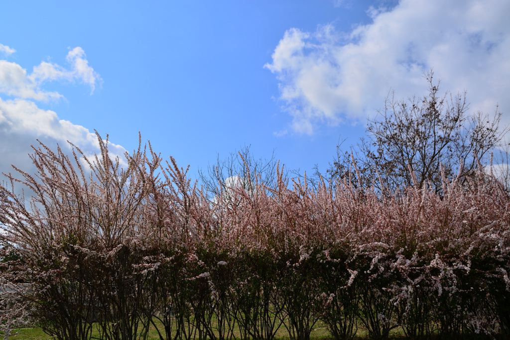 Safflower snow willow