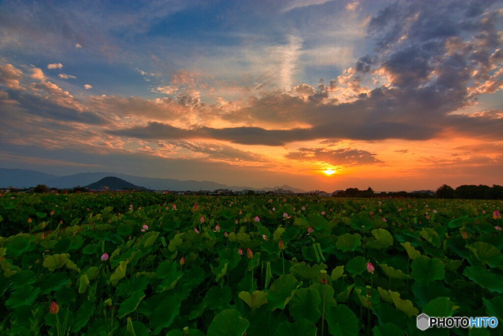 蓮咲く古都の夕暮れ～2020