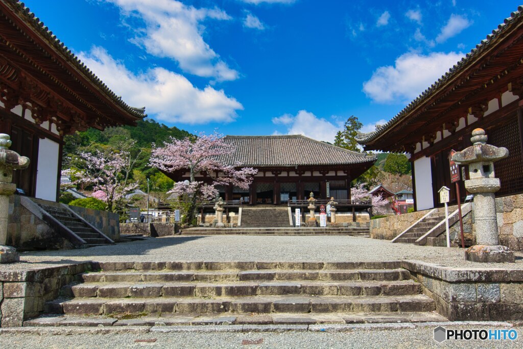 中将姫の郷に花咲く