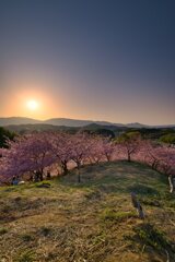 夕刻の河津桜の丘　弐