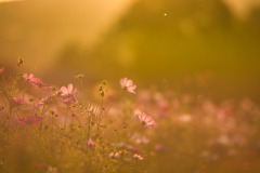 夕陽の中で・・・秋桜