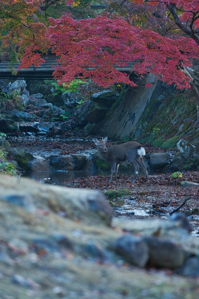 秋を感じて～奈良公園　